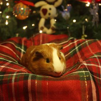 Rescue Guinea Pig Guinea Pigs for Adoption in Decatur, Georgia - Teddy (bonded With Chico) | PetCurious